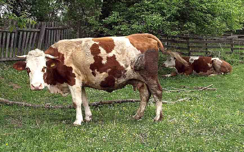 Antraks se pojavio i u BiH. Potvrđen slučaj kod krave