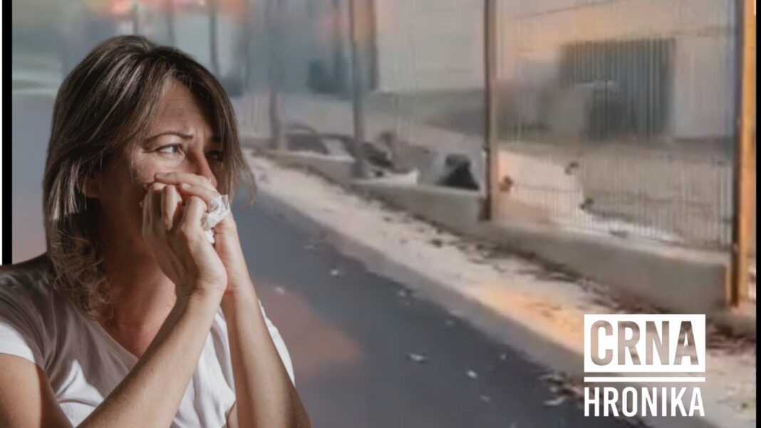 Djevojku (20) napali psi lutalice u Srebreniku, zadobila tjelesne povrede