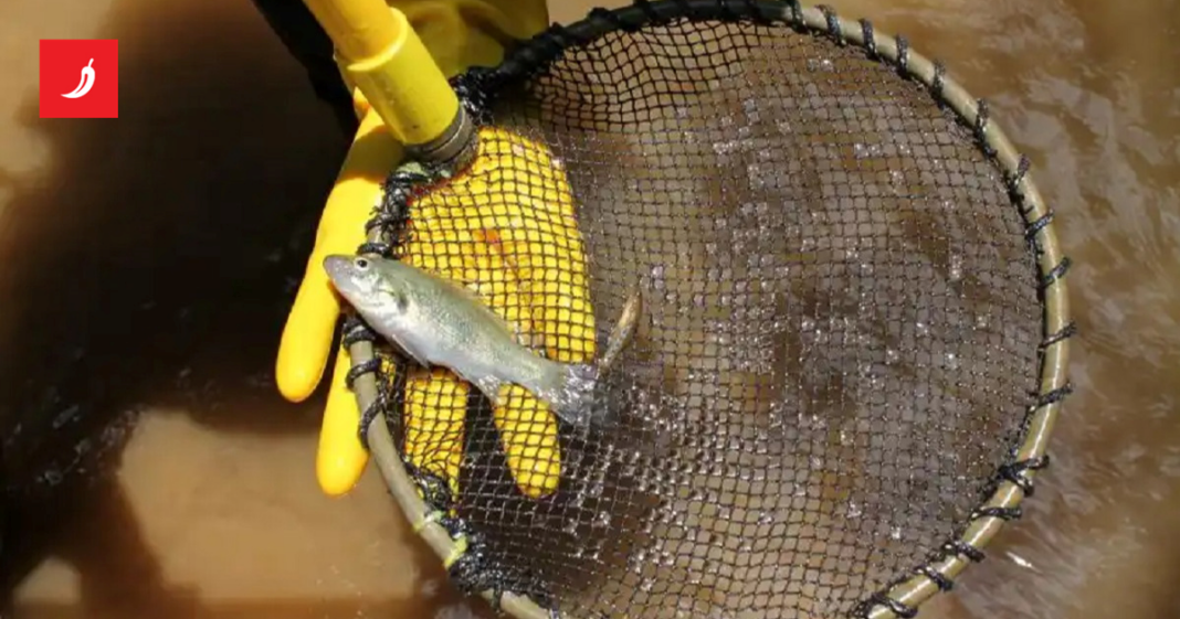 Drevna australska riba skrivena milijunima godina sada je pred izumiranjem