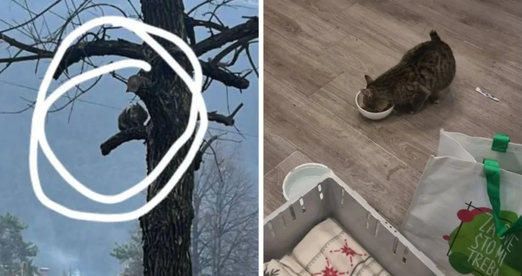 Građani reagovali kada službe nisu: Mačka spašena nakon 45 sati na drvetu