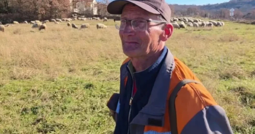 Ispod 2.000 maraka se ne isplati, nije to samo hodanje uz ovce…