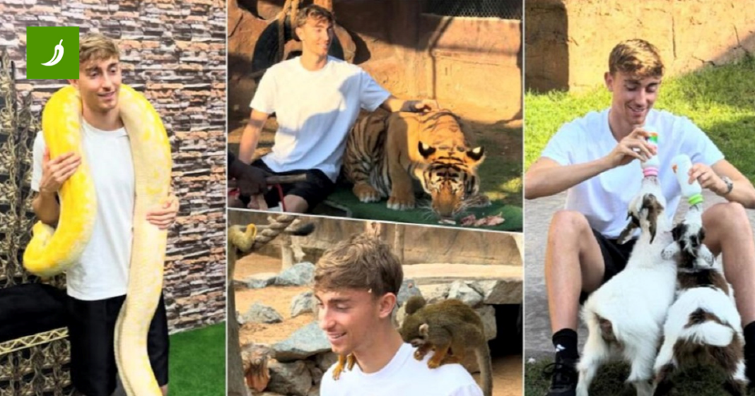 Maženje tigra, grljenje zmije, potezanje užeta s lavicom. To je Božić Realovog asa