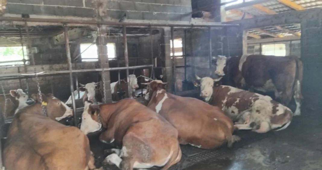 Opasna bolest se vratila u BiH: Antraks ponovo alarmirao struku, potvrđen novi slučaj u Šipovu