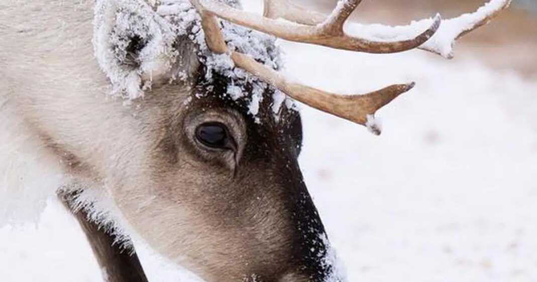 S očima sobova zimi se događa nešto potpuno nevjerojatno!