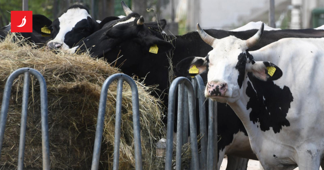 Stočarima isplaćeno 6.5 milijuna eura