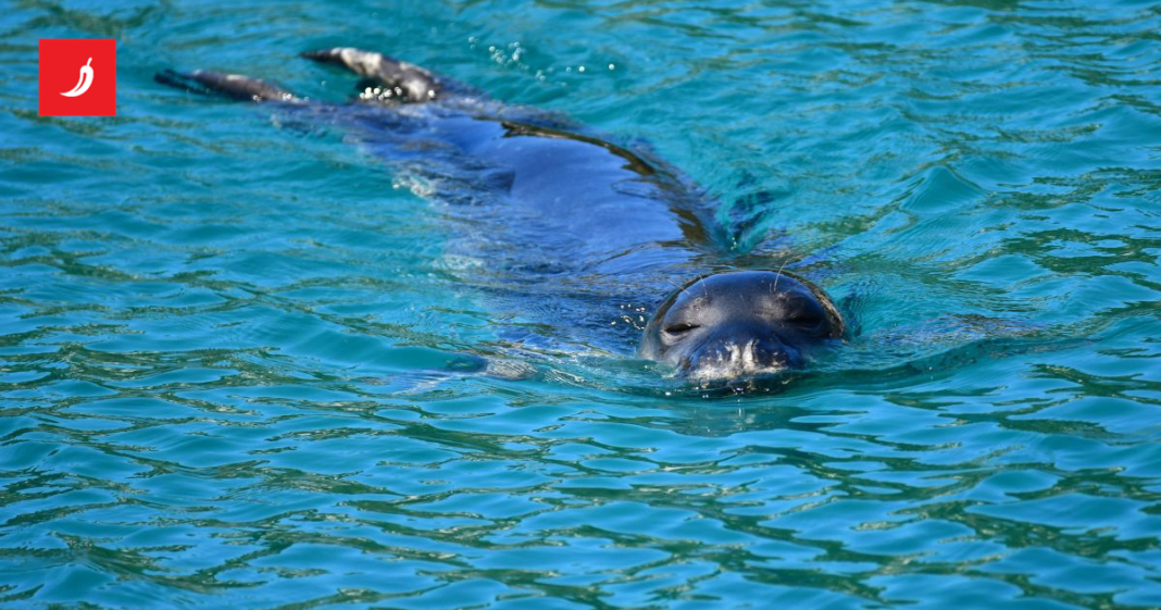 Turisti ugrožavaju sredozemne medvjedice u Grčkoj. “Zaštićene su samo na papiru”