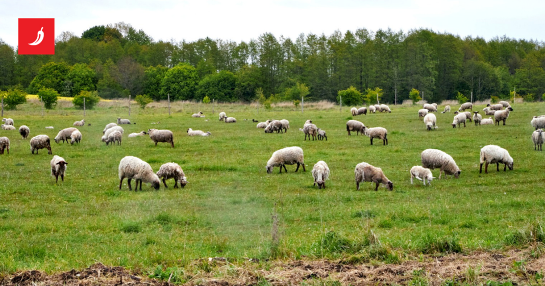 U Hrvatskoj potvrđen prvi slučaj kuge malih preživača