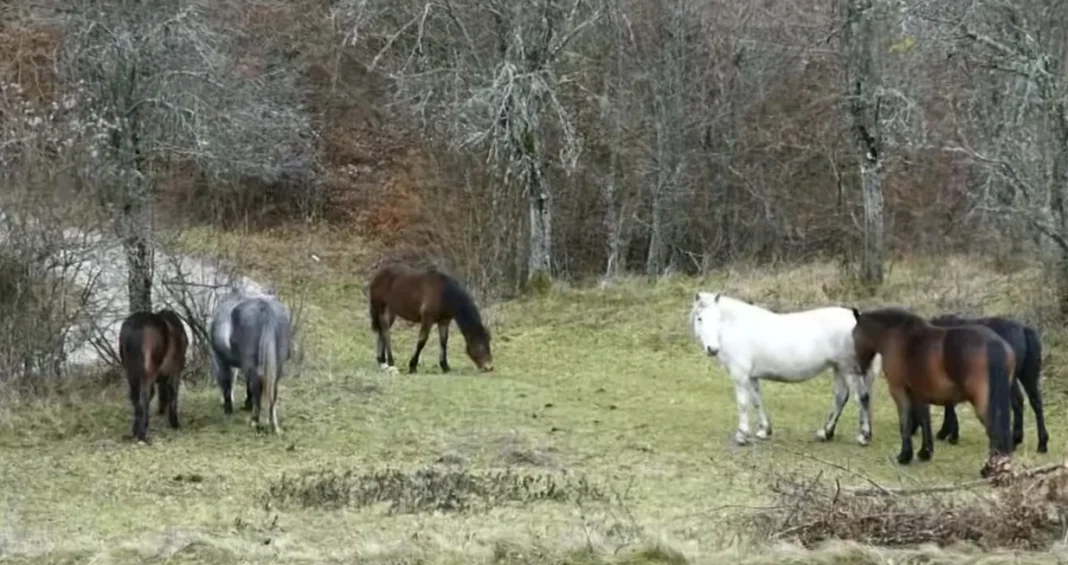 Krdo napuštenih konja pustoši sela i imanja, mještani u strahu