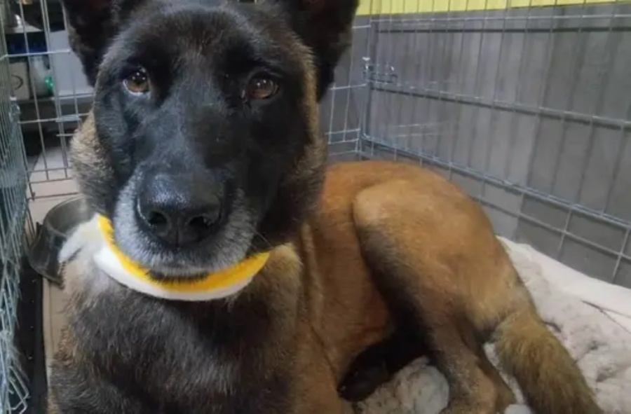 ŠOK I NEVJERICA: Stravično mučenje belgijskog ovčara, pas pronađen s teškim povredama