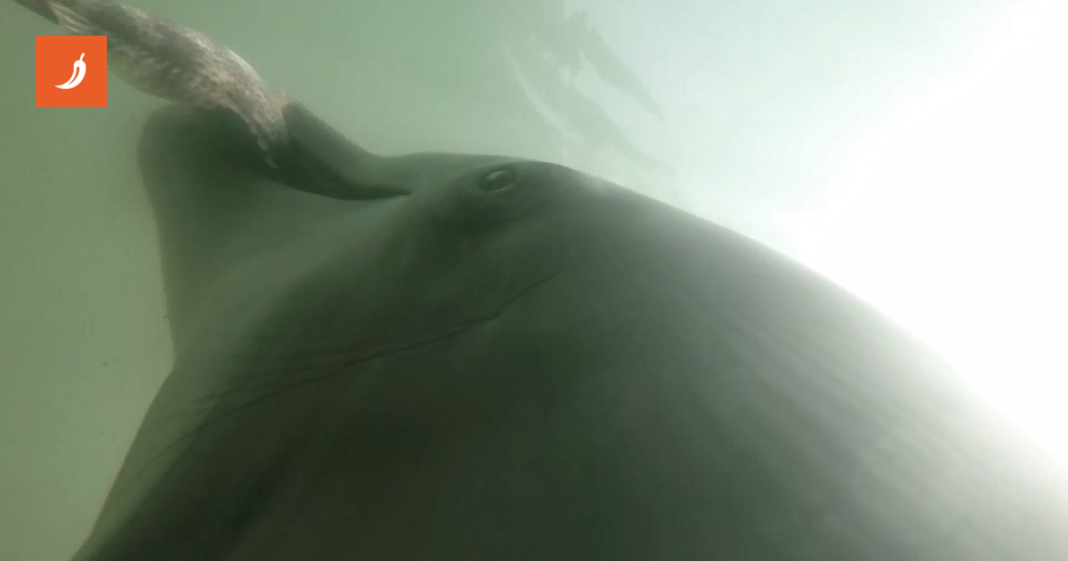 Znanstvenici pričvrstili GoPro na dupine i dokazali da nisu tako slatki