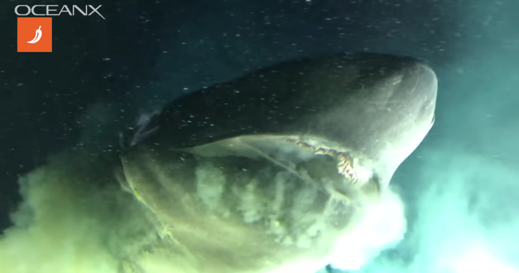 Snimka “morskog čudovišta” nastala iz podmornice prestravila internet