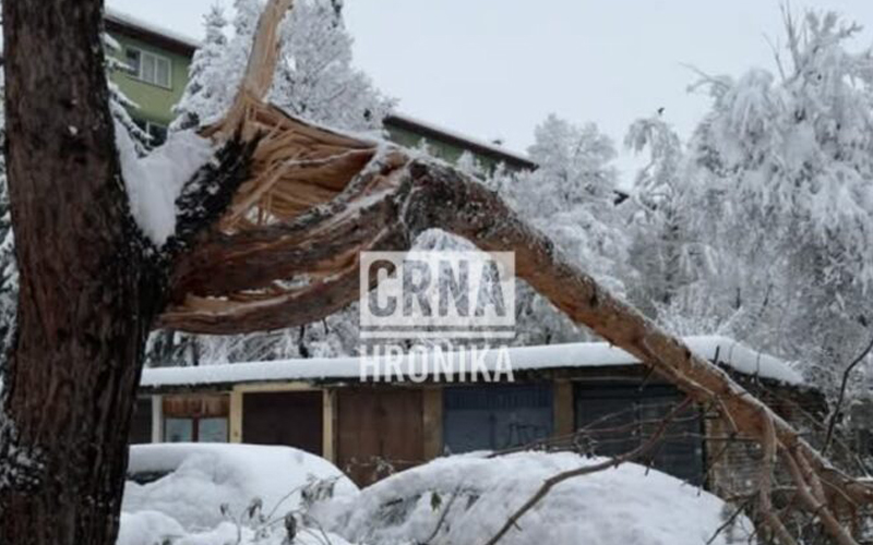 KJKP Park: Nisu tačne insinuacije da preduzeće Park samostalno odlučuje o sječi stabala