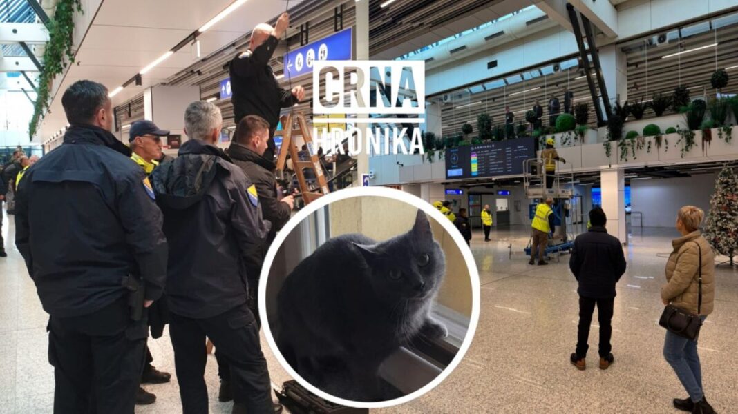 Nakon više od 2 sedmice na Aerodromu Sarajevo pronađena izgubljena ruska plava mačka