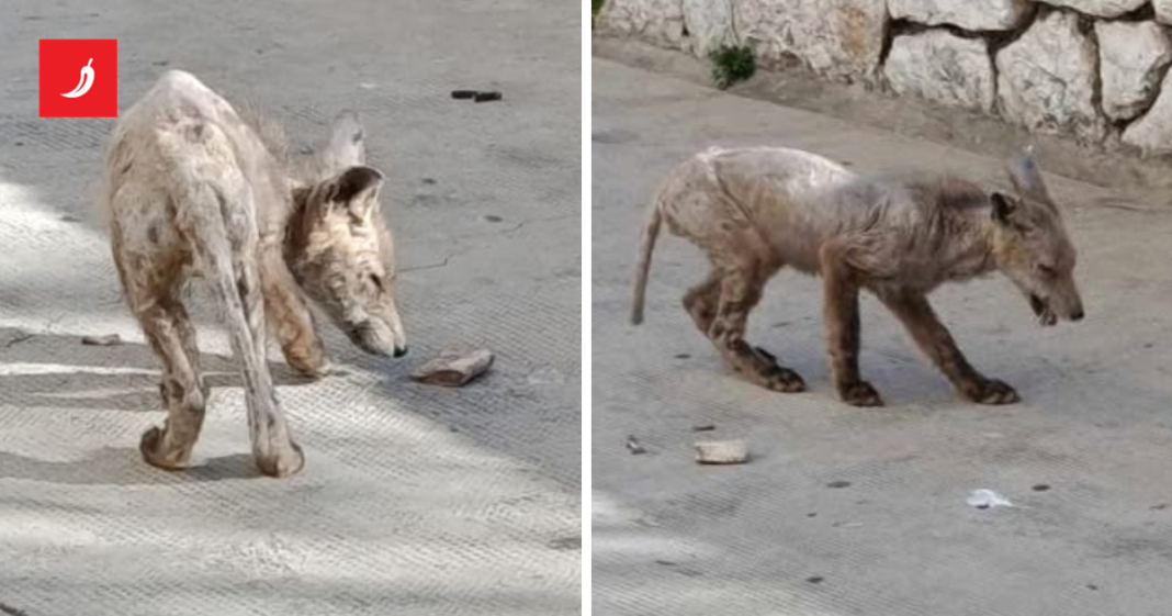 U Šibeniku snimili bolesnu životinju. Udruga: Tu je već 2 mjeseca, Grad je rekao pomoći