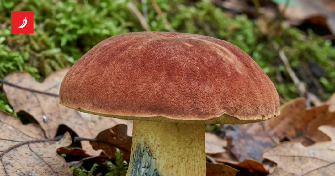 Znanstvenici istražuju gljivu koja prema navodima uzrokuje halucinacije o sićušnim ljudima