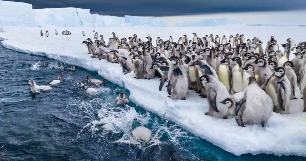 Zvono za uzbunu: Otkrili da se pingvini razmnožavaju ranije nego ikad, to je veliki problem