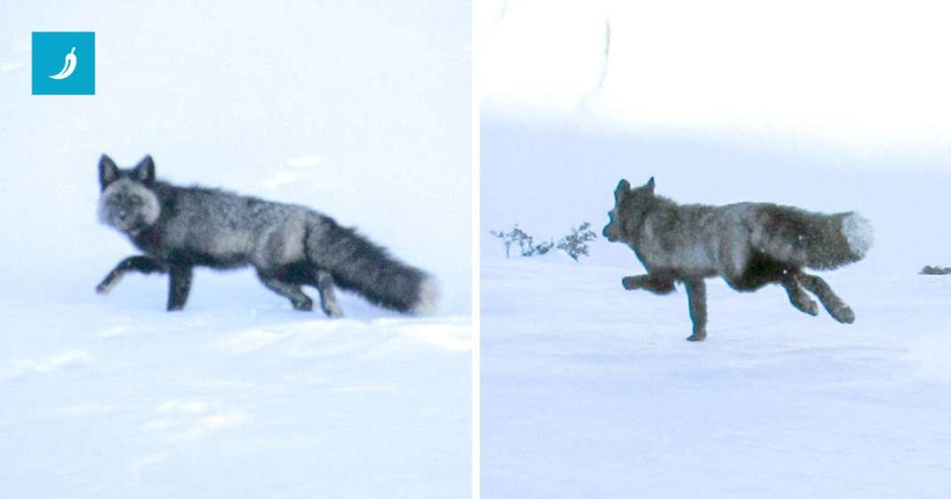 Iznimno rijetka životinja prvi put viđena u kalifornijskom planinskom lancu