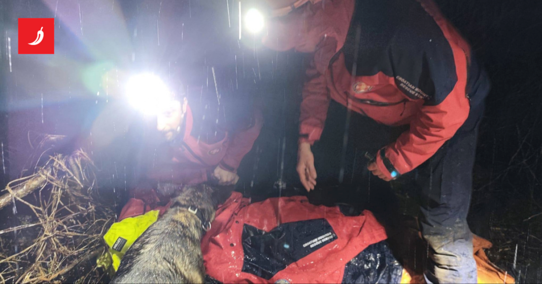 FOTO Mlada potražna kujica spasila život nestalom muškarcu: “Bravo Luna” FOTO Mlada potražna kujica spasila život nestalom muškarcu: "Bravo Luna"