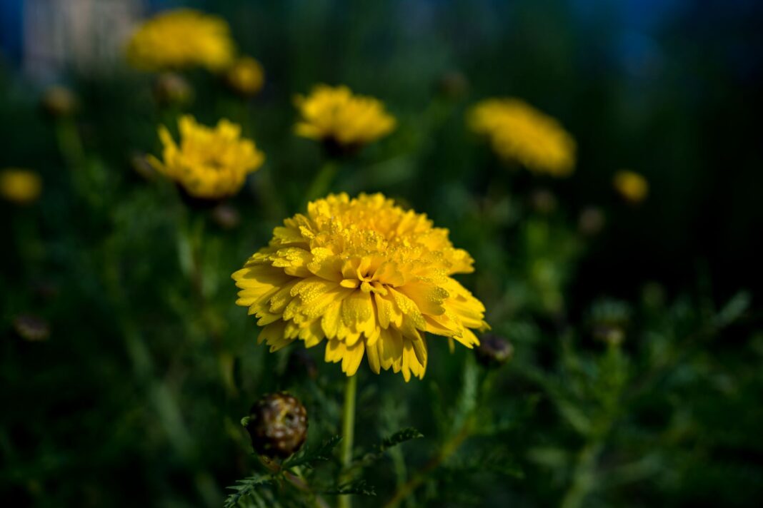 I do 20 stepeni narednih dana: Nagle promjene vremena opterećuju organizam