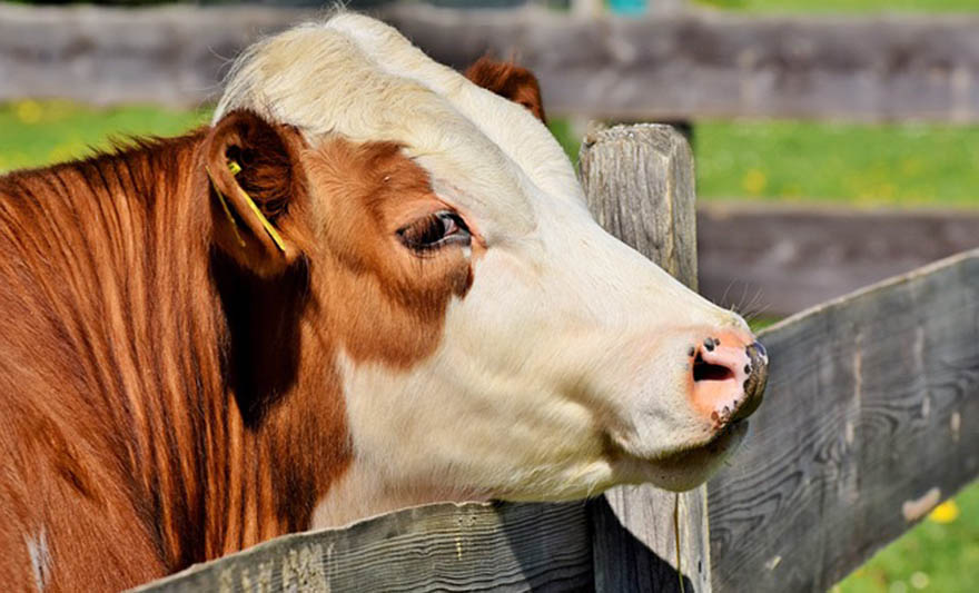 Kahriman: Uvozimo 800.000 litara mlijeka, a domaće proglašavamo viškom