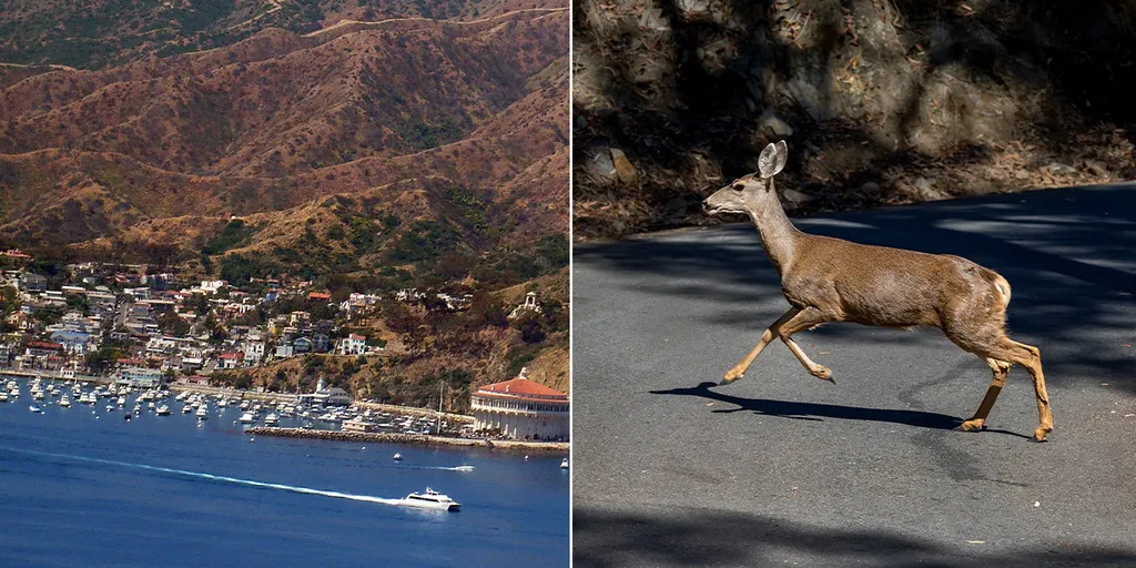 Kalifornija odobrila kontroverzni plan strijelaca za iskorjenjivanje invazivnih jelena na ostrvu Catalina