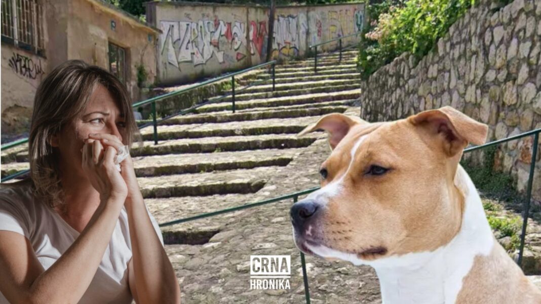 Pas napao djevojčicu u Starom Gradu: Vlasnik posmatrao napad, nije htio pomoći