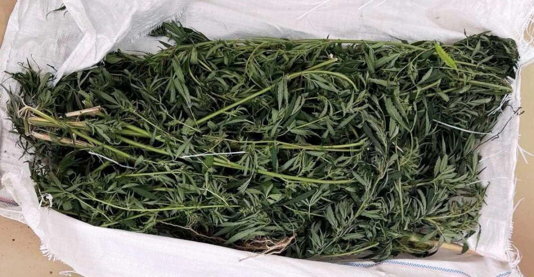 Plantaža marihuane otkrivena u Bijeljini: Jedan od suvlasnika povezan s Miloradom Dodikom