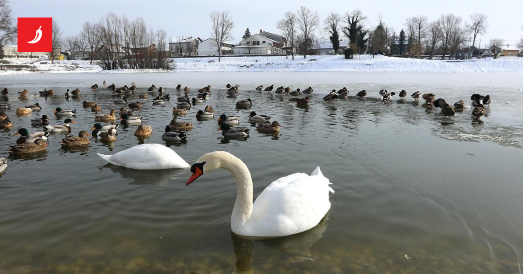 Ptičja gripa potvrđena i kod labudova u Pisarini. Ministarstvo: Prijavljujte simptome