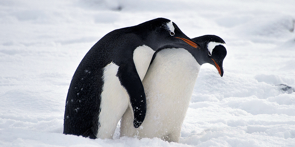 Školski odbor Floride glasao za zadržavanje “grafičke” knjige o seksu sa životinjama na policama biblioteke nakon reakcije