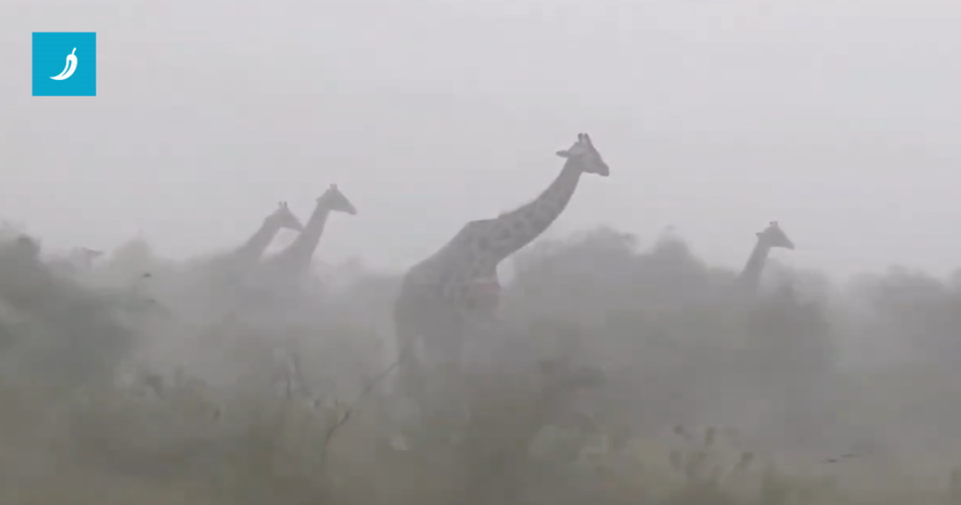 Sorry što vam ovo moramo reći, ali – žirafe se nemaju gdje skloniti kad je oluja 🥹