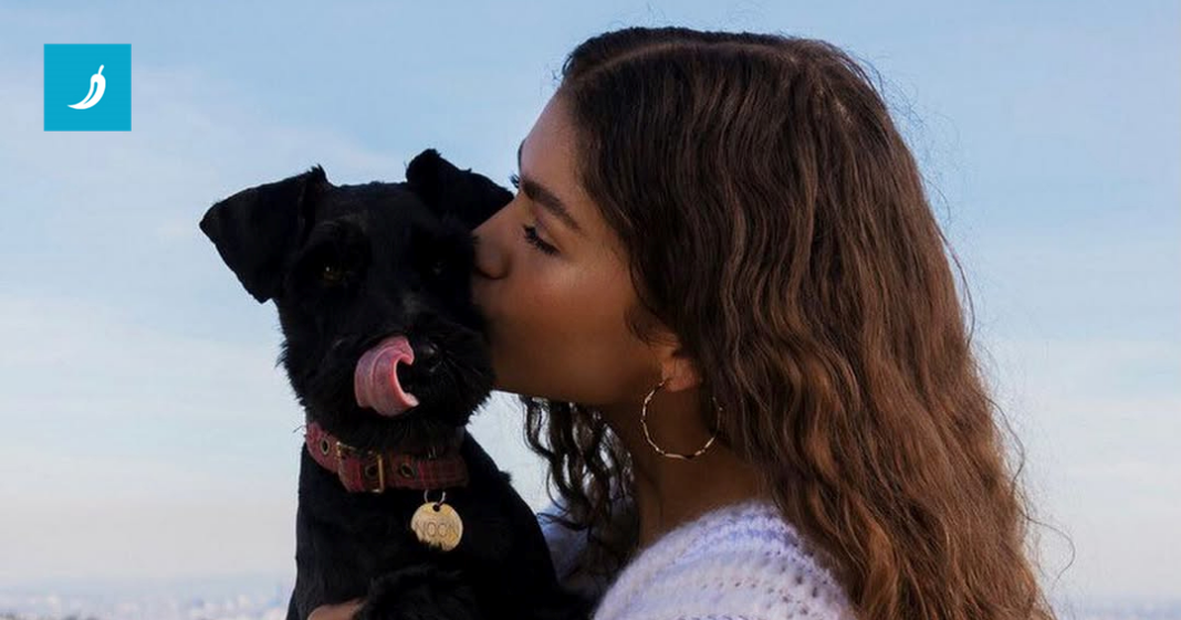 Zendaya o luksuznom životu svog psa: “To je najluđa holivudska stvar kod mene”