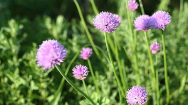 Počinje sezona vlašca: Sitna biljka s velikim zdravstvenim benefitima