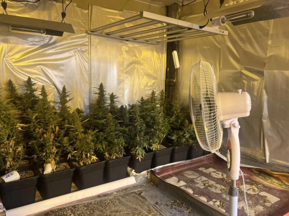 Akcija policije MUP-a KS: Pronađene laboratorije sa 663 stabljike marihuane, uhapšen 46-godišnji muškarac Akcija policije MUP-a KS: Pronađene laboratorije sa 663 stabljike marihuane, uhapšen 46-godišnji muškarac