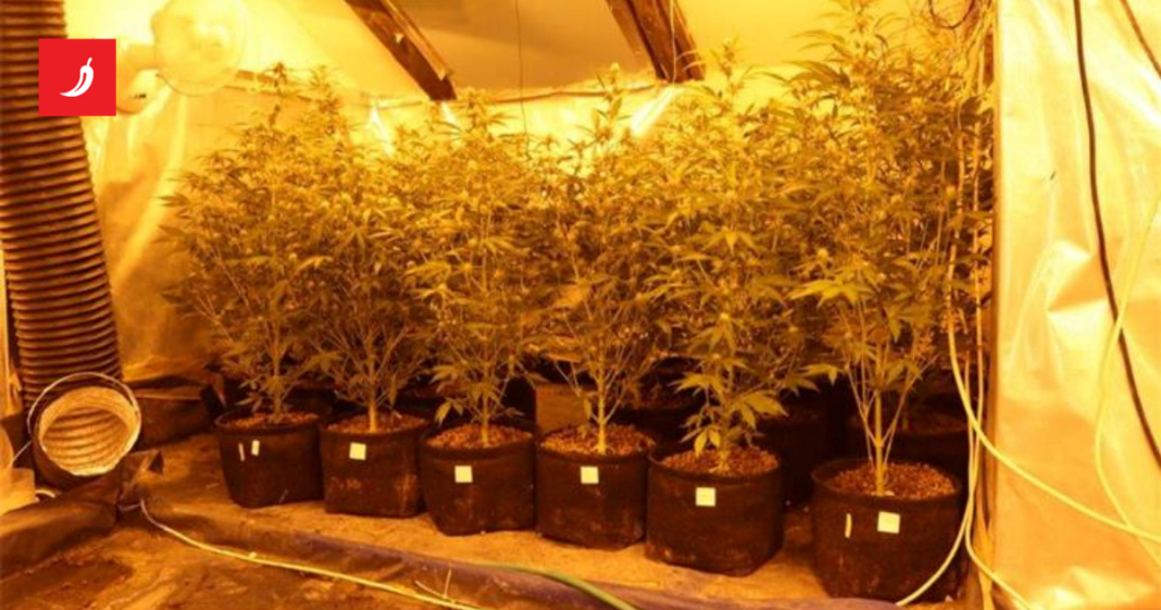 FOTO Policija u Stinici otkrila laboratorij za uzgoj konoplje, uhićena dvojica FOTO Policija u Stinici otkrila laboratorij za uzgoj konoplje, uhićena dvojica