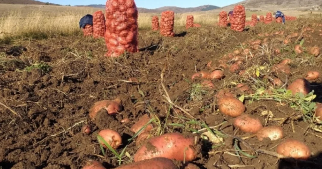 Ova zemlja ima neobičan problem: Sučeni su sa rekordnim viškom krompira Ova zemlja ima neobičan problem: Sučeni su sa rekordnim viškom krompira
