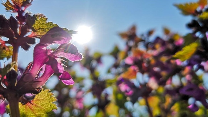 Stiže pravo proljeće: Sutra sunčano, temperature do 20 stepeni Stiže pravo proljeće: Sutra sunčano, temperature do 20 stepeni
