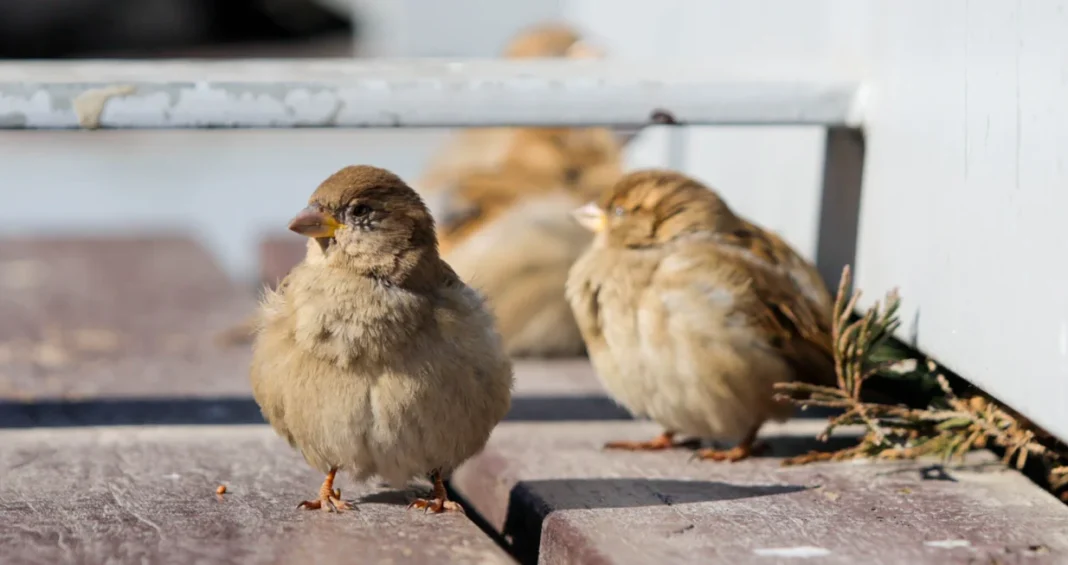 Vjesnici proljeća: Toplo vrijeme stiglo ranije u BiH i donijelo probleme Vjesnici proljeća: Toplo vrijeme stiglo ranije u BiH i donijelo probleme
