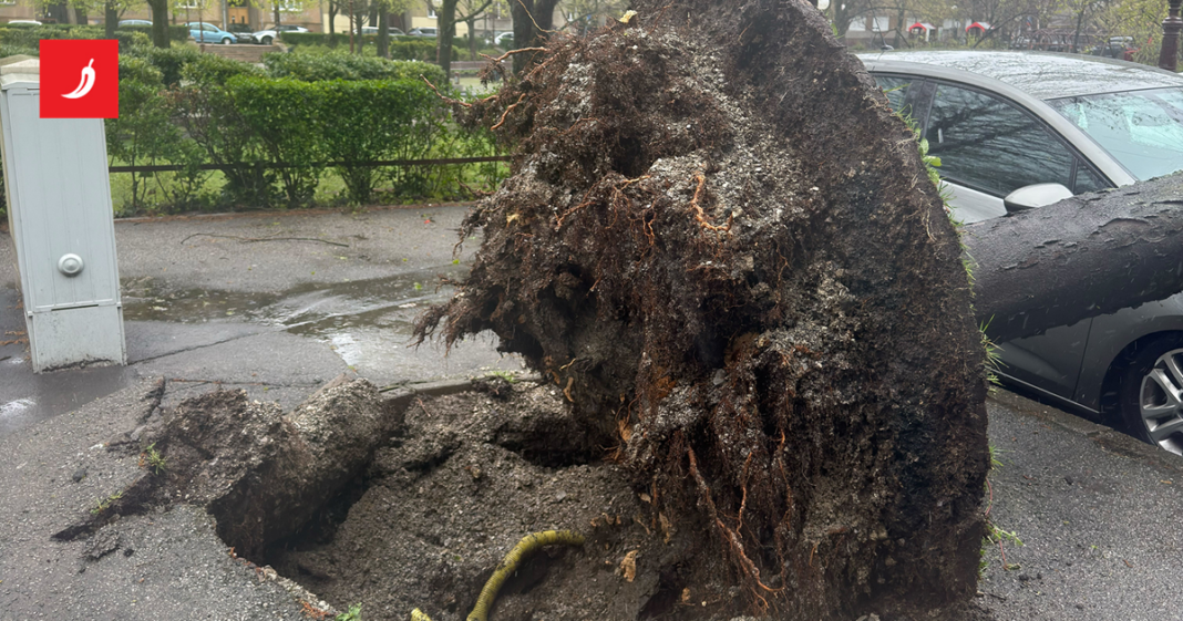 Vjetar ruši stabla, diže krovove po Zagrebu. Nekoliko je ozlijeđenih. Kaos na A1 i A6 Vjetar ruši stabla, diže krovove po Zagrebu. Nekoliko je ozlijeđenih. Kaos na A1 i A6