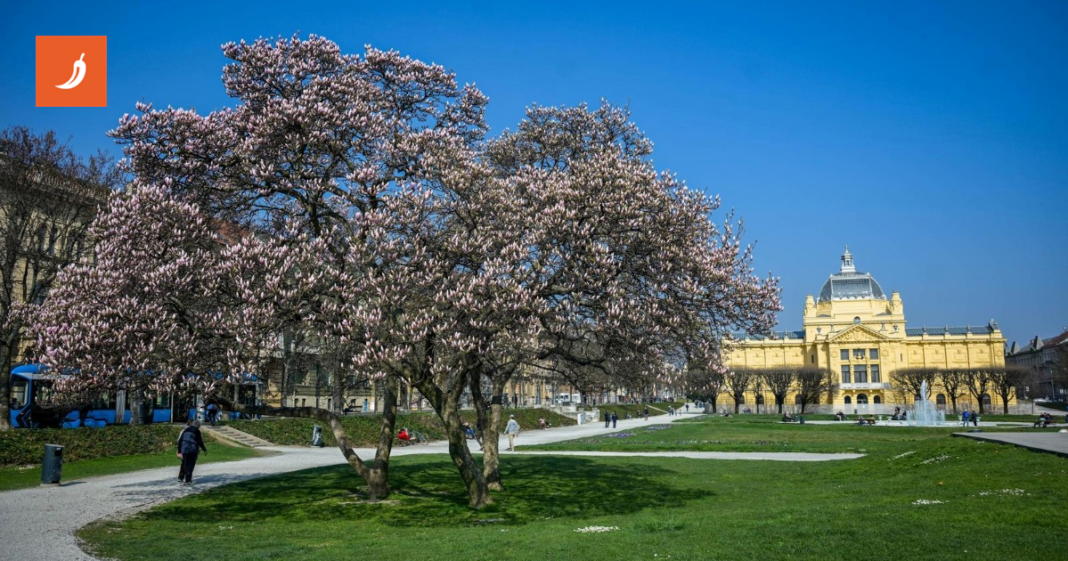 FOTO Procvjetala magnolija na zagrebačkom Tomislavcu FOTO Procvjetala magnolija na zagrebačkom Tomislavcu