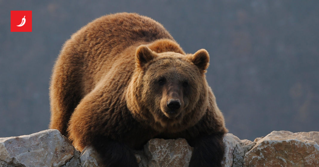 Američke vojnike tijekom vježbe na Aljasci napao smeđi medvjed Američke vojnike tijekom vježbe na Aljasci napao smeđi medvjed