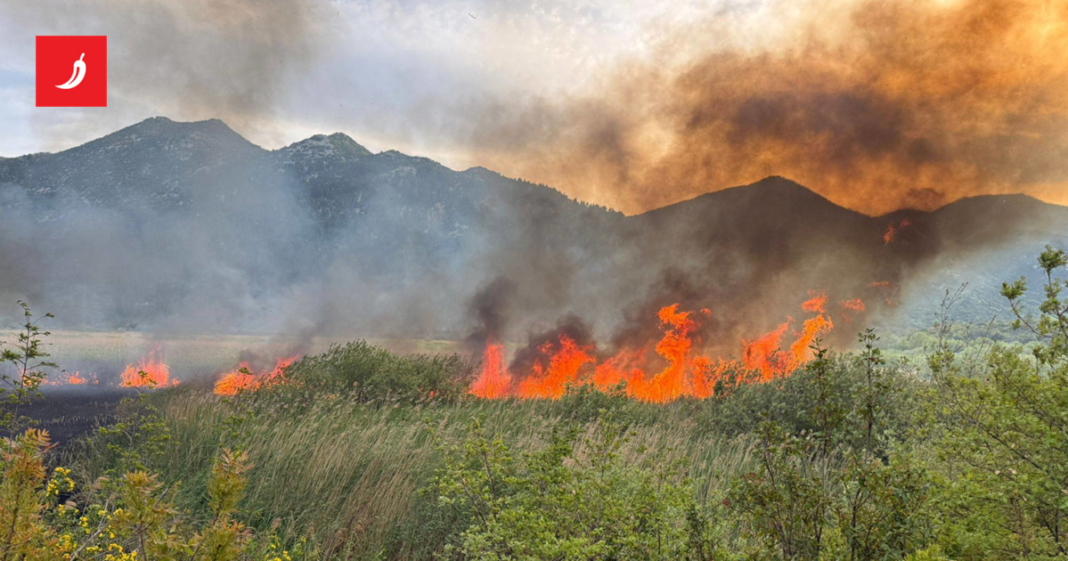 Buknuo požar u zaštićenom rezervatu u dolini Neretve Buknuo požar u zaštićenom rezervatu u dolini Neretve