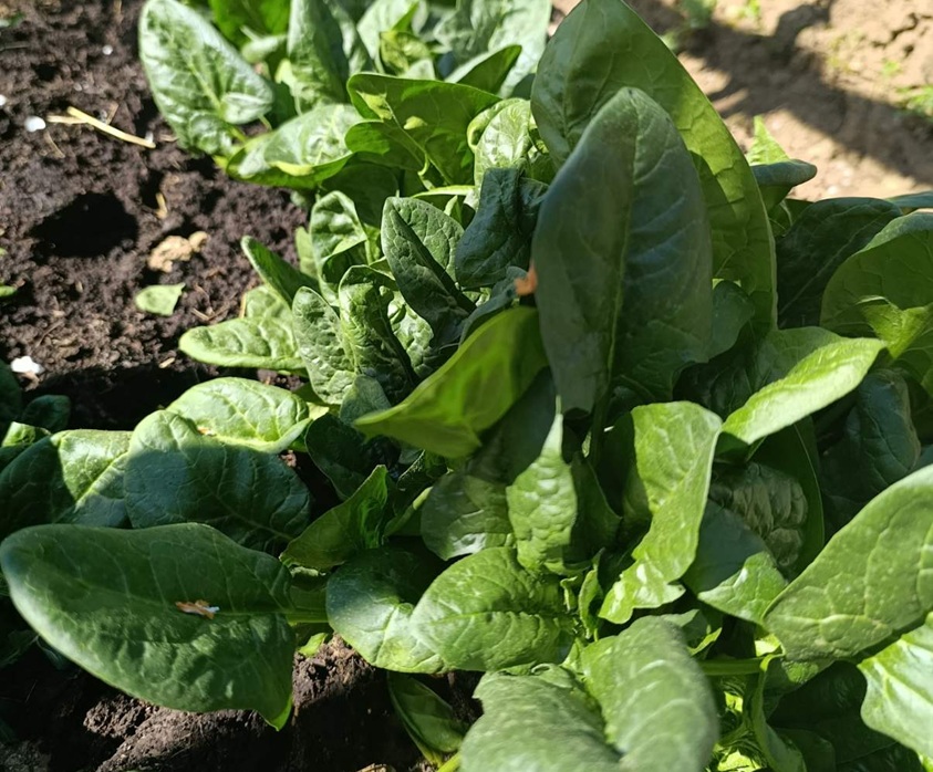 Domaći špinat skuplji nego ikad, preko 7 KM Domaći špinat skuplji nego ikad, preko 7 KM