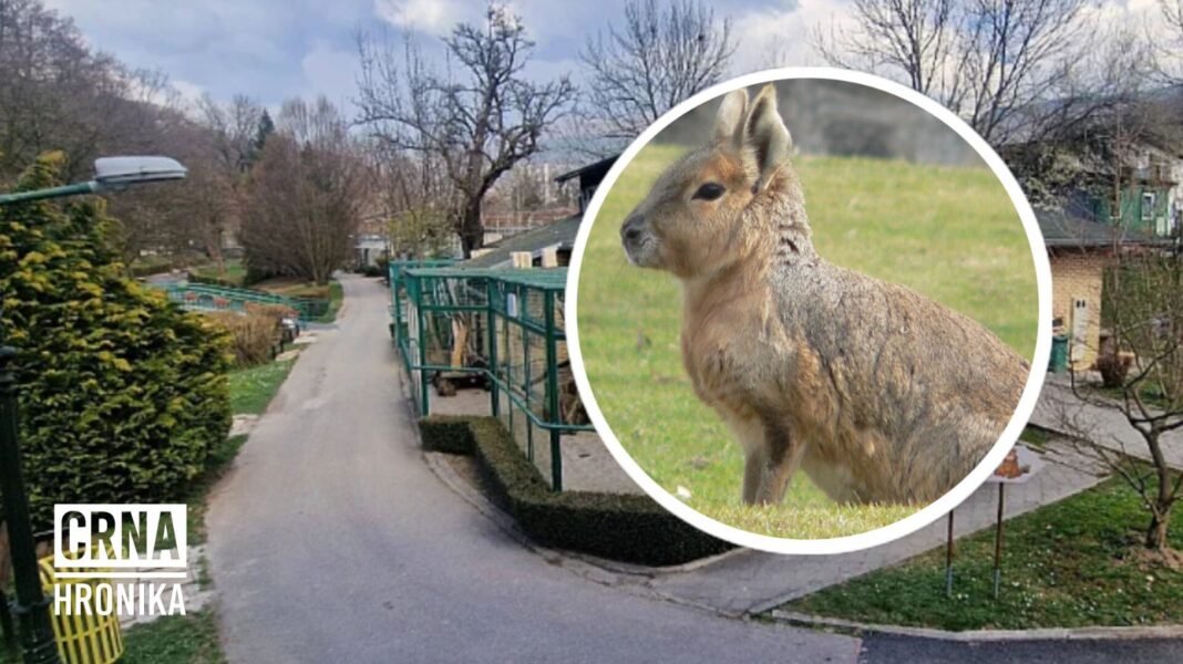 Emotivna priča iz Pionirske doline: “Zagrepčanka” sa ožiljcima pronašla novi dom i sigurnost u Sarajevu Emotivna priča iz Pionirske doline: “Zagrepčanka” sa ožiljcima pronašla novi dom i sigurnost u Sarajevu