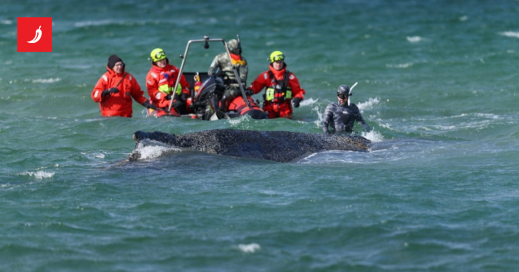 FOTO U Njemačkoj se nasukao grbavi kit. Milijunaši financiraju akciju spašavanja FOTO U Njemačkoj se nasukao grbavi kit. Milijunaši financiraju akciju spašavanja