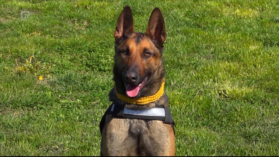 Kia iz Bijeljine jedini je pas u državi s međunarodnom licencom za potragu ljudi Kia iz Bijeljine jedini je pas u državi s međunarodnom licencom za potragu ljudi