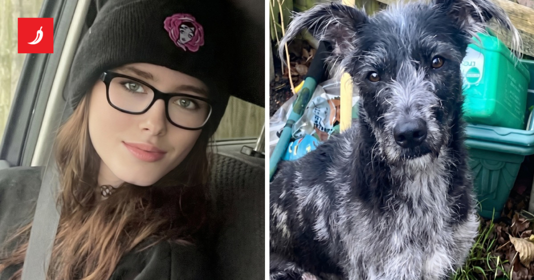 Obiteljski pas usmrtio djevojku (19) u Engleskoj. Policija objavila nove detalje Obiteljski pas usmrtio djevojku (19) u Engleskoj. Policija objavila nove detalje