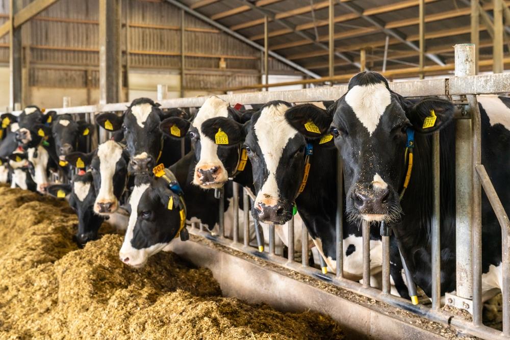 Pametne ogrlice za krave: Revolucija u poljoprivredi Pametne ogrlice za krave: Revolucija u poljoprivredi