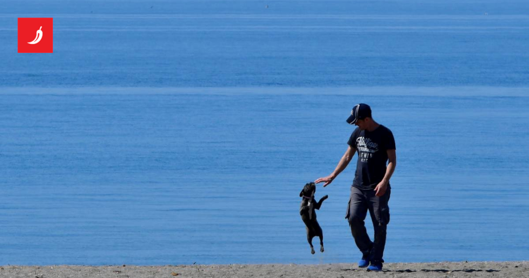 U Španjolskoj dobio 5000€ zbog emotivne boli nakon što mu je vozač pregazio psa U Španjolskoj dobio 5000€ zbog emotivne boli nakon što mu je vozač pregazio psa