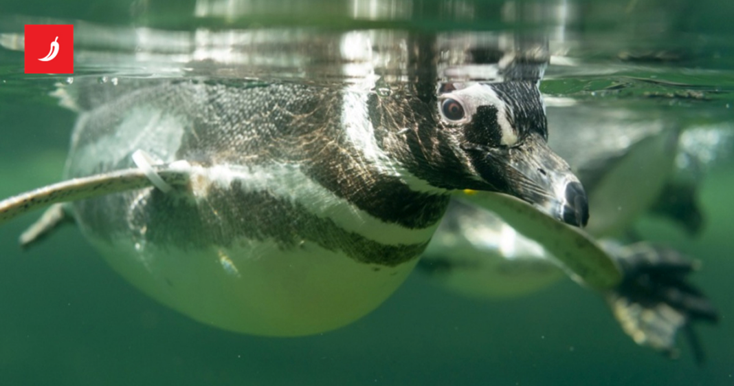 Vječne kemikalije pronađene i kod pingvina u udaljenoj Patagoniji Vječne kemikalije pronađene i kod pingvina u udaljenoj Patagoniji