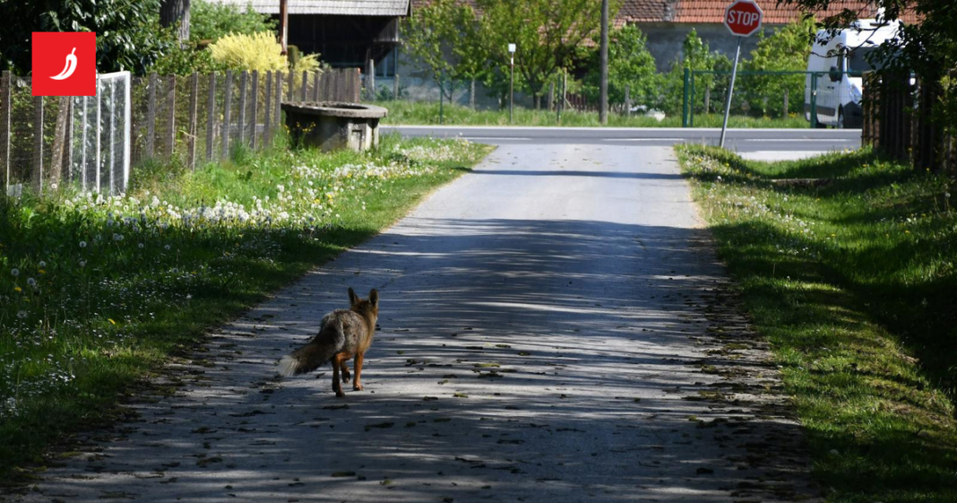 Započelo cijepljenje lisica protiv bjesnoće Započelo cijepljenje lisica protiv bjesnoće